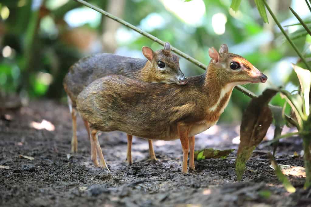 Predator Alami Kancil Rantai Pemangsa yang Membentuk Strategi Bertahan Hidup Si Kecil Lincah