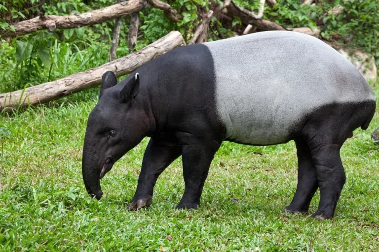 Habitat Hutan Tapir Sumatra Struktur Ekosistem, Ruang Hidup, dan Dinamika Alam Penopangnya