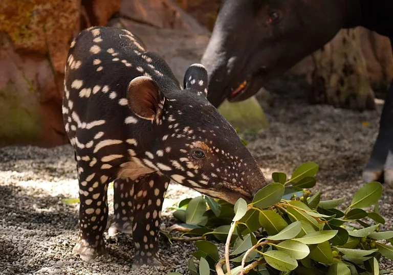 Ancaman Kepunahan Tapir Sumatra Tekanan Ekologis yang Menggerus Kelangsungan Hidup Satwa Langka