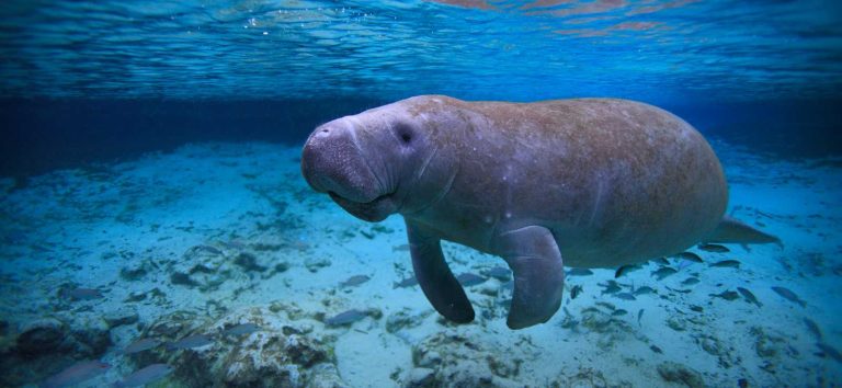 Ancaman Kepunahan Dugong Tekanan Serius terhadap Mamalia Laut Pemakan Lamun