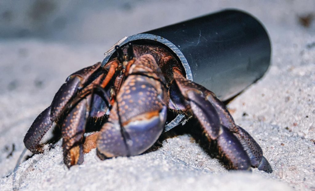 Habitat Pulau Kepiting Kelapa Ekosistem Tropis yang Membentuk Kehidupan Arthropoda Darat Terbesar