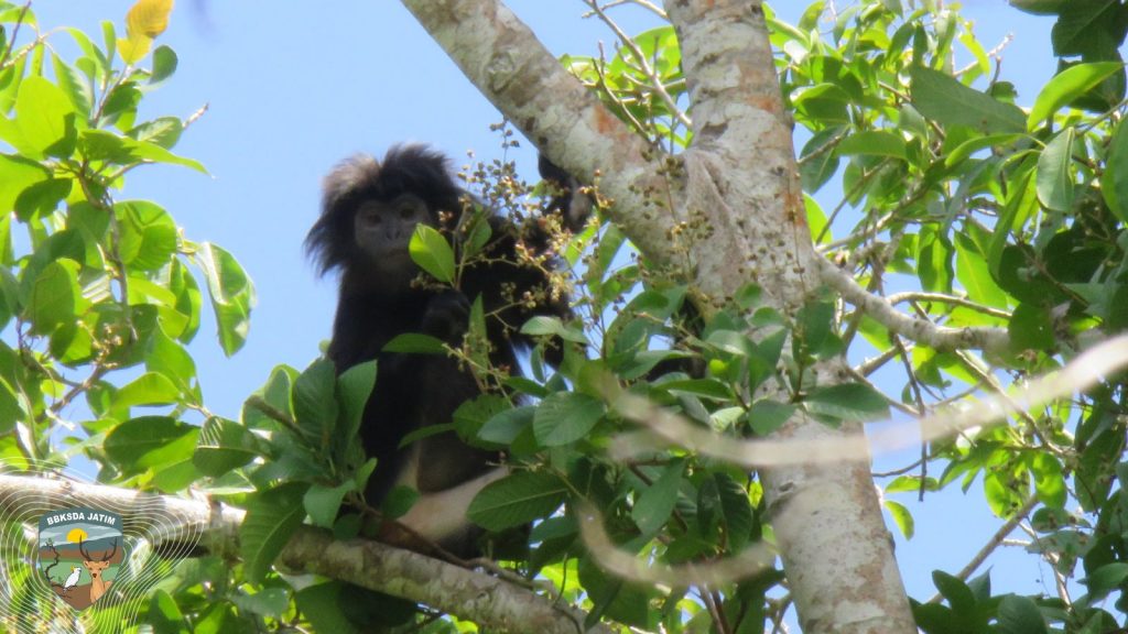 Pola Makan Daun Lutung Strategi Nutrisi Primata Folivor dalam Menjaga Keseimbangan Energi