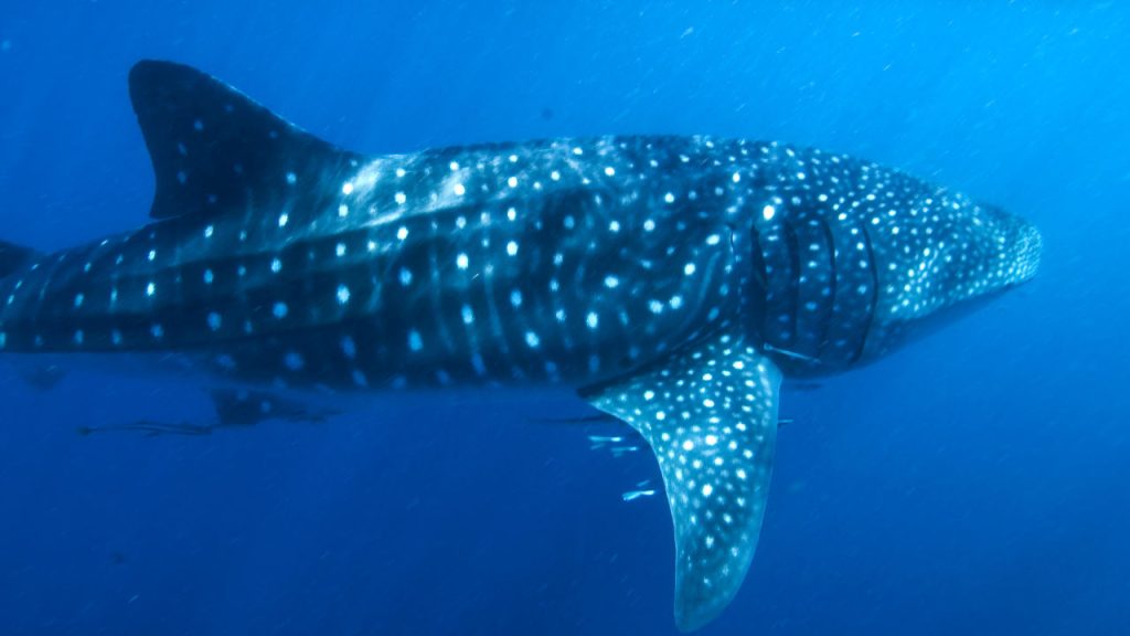 Hiu Paus Ikan Terbesar Dunia Raksasa Laut yang Lembut dan Menakjubkan