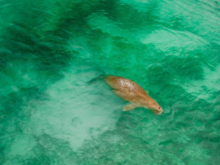 Habitat Lamun Dugong Fondasi Ekosistem Pesisir yang Menopang Kehidupan Mamalia Laut Herbivora