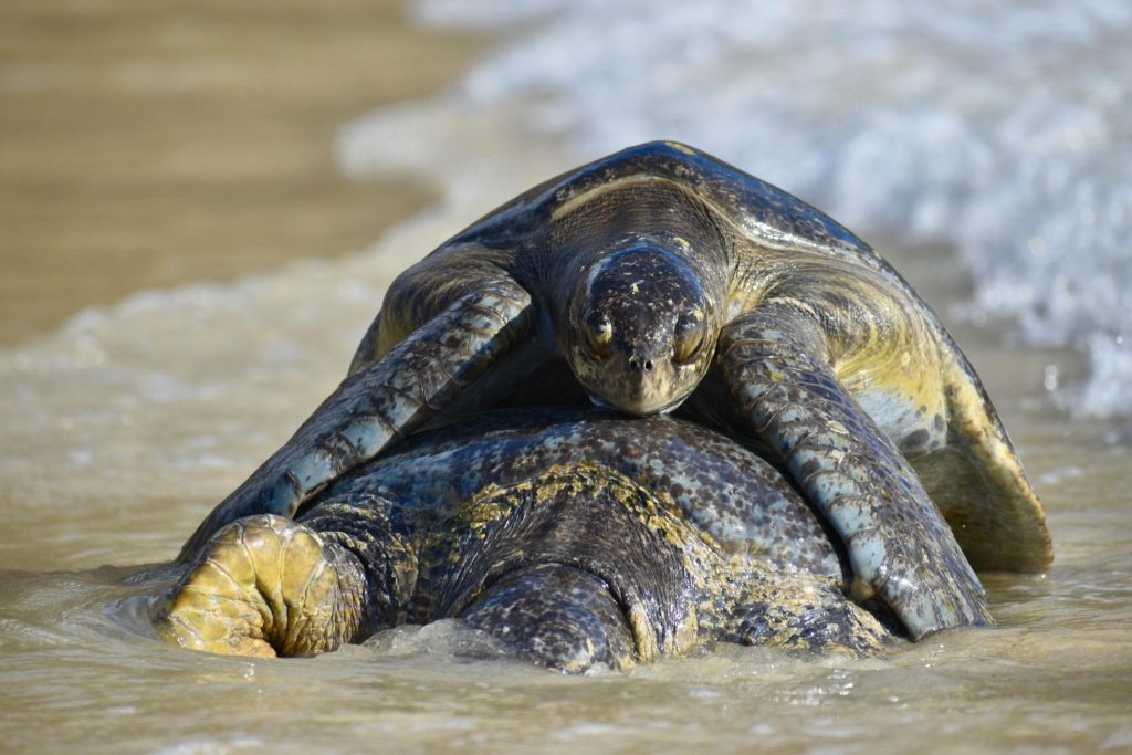 Siklus Bertelur Penyu Hijau Proses Reproduksi Alami dari Laut Lepas hingga Pantai Tropis
