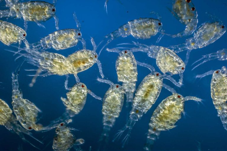 Pola Makan Hiu Paus Strategi Filter Feeding Raksasa Laut yang Mengejutkan