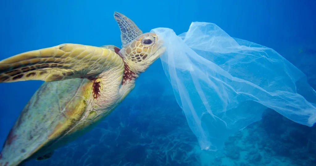 Ancaman Sampah Laut Penyu Hijau Krisis Plastik yang Mengancam Kelangsungan Hidup Spesies Laut Dilindungi