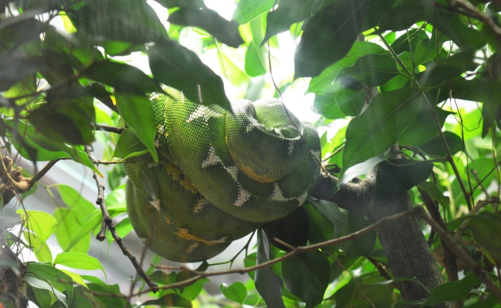 Filosofi Kesabaran Ular Piton Pelajaran Tentang Menunggu dengan Tenang hingga Saat yang Tepat