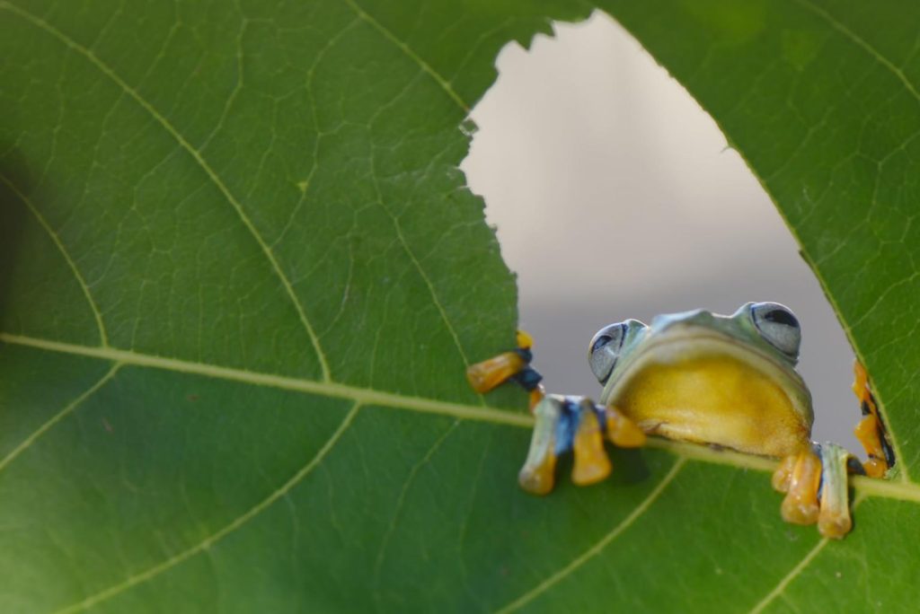 Kulit Lengket Katak Pohon Rahasia Adaptasi Alam yang Membantu Hidup di Kanopi Hutan