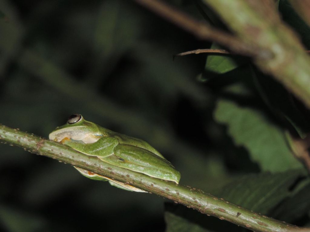Habitat Malam Katak Pohon Kehidupan Nokturnal Amfibi Arboreal di Kanopi Hutan