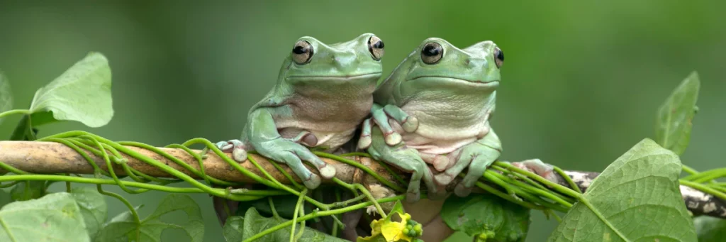 Ancaman Lingkungan Katak Pohon Tekanan Ekologis yang Mengancam Kehidupan Amfibi di Hutan Tropis