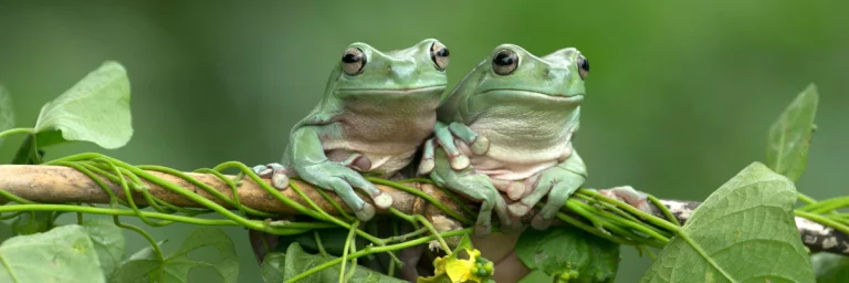 Ancaman Lingkungan Katak Pohon Tekanan Ekologis yang Mengancam Kehidupan Amfibi di Hutan Tropis