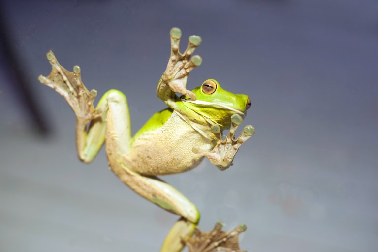 Peran Ekosistem Katak Pohon Fungsi Penting Amfibi Arboreal dalam Keseimbangan Alam Hutan
