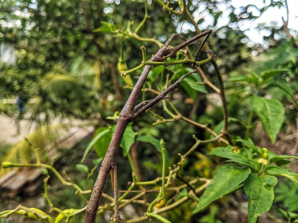 Habitat Hutan Serangga Tongkat Dunia Tersembunyi Tempat Sang Master Kamuflase Bertahan Hidup